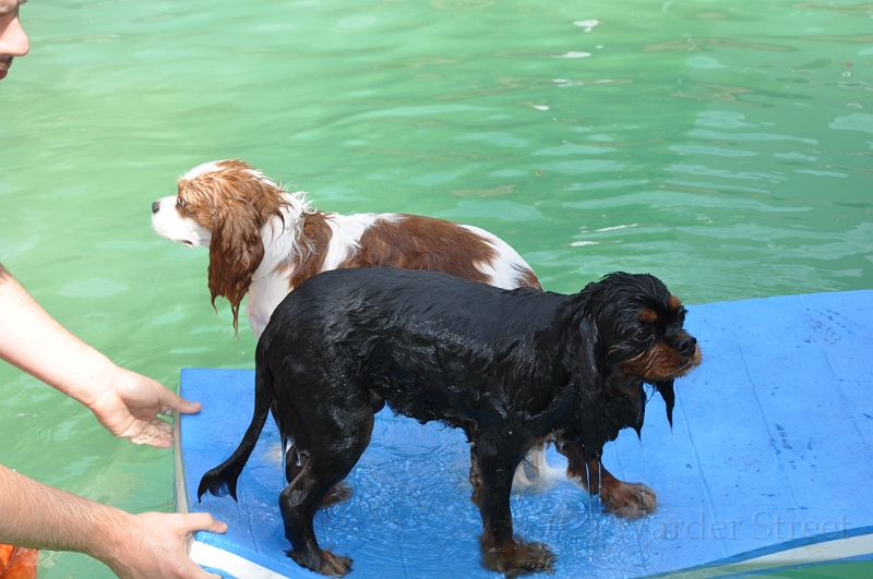 Sampson and Delilah Swimming 006.jpg